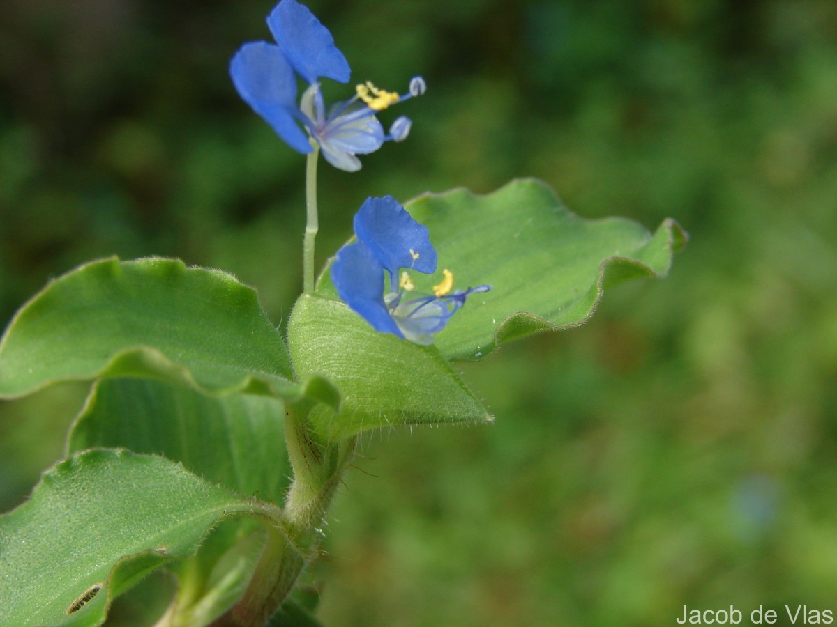 Commelina benghalensis L.